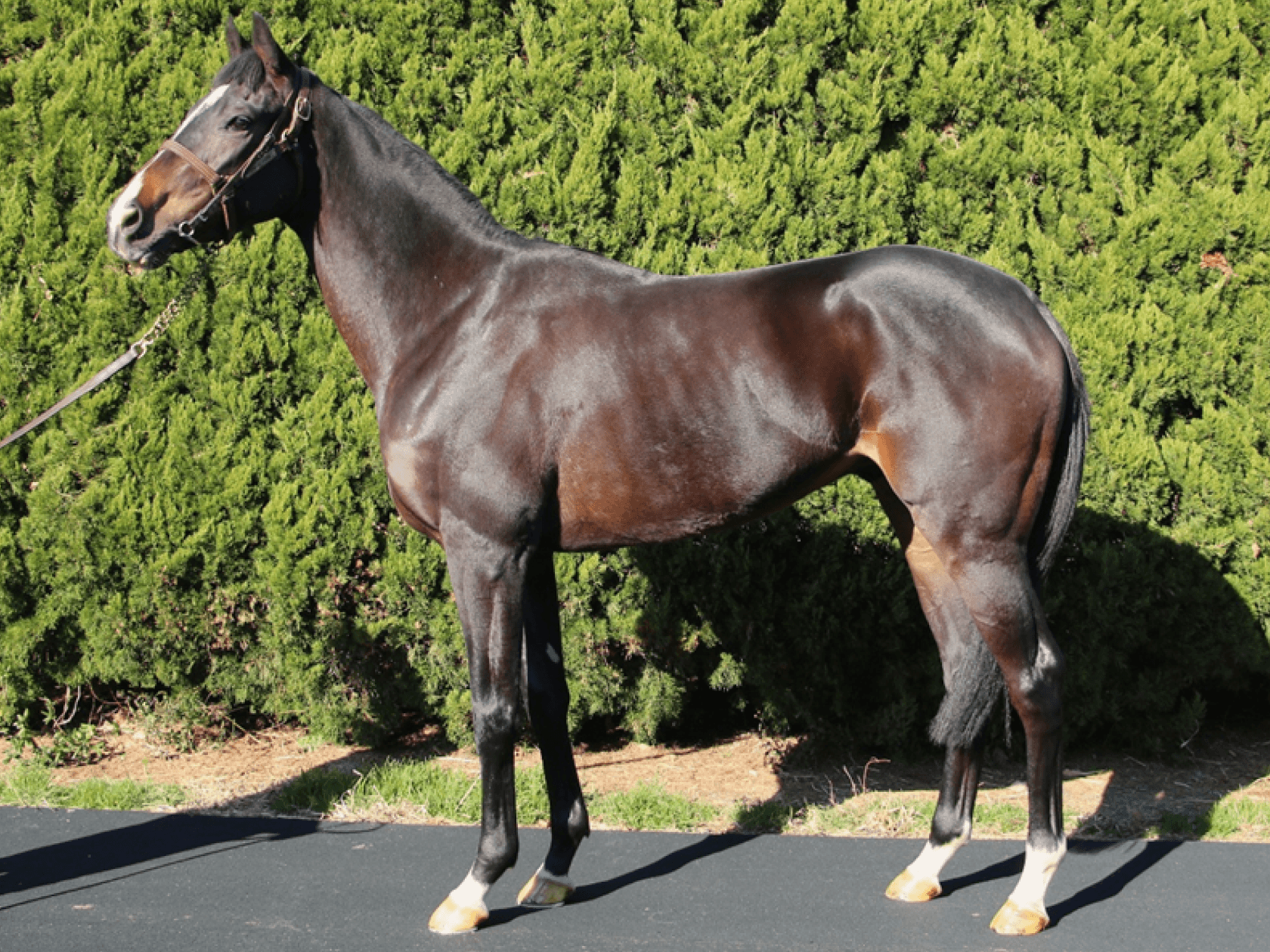 リアライズステラ