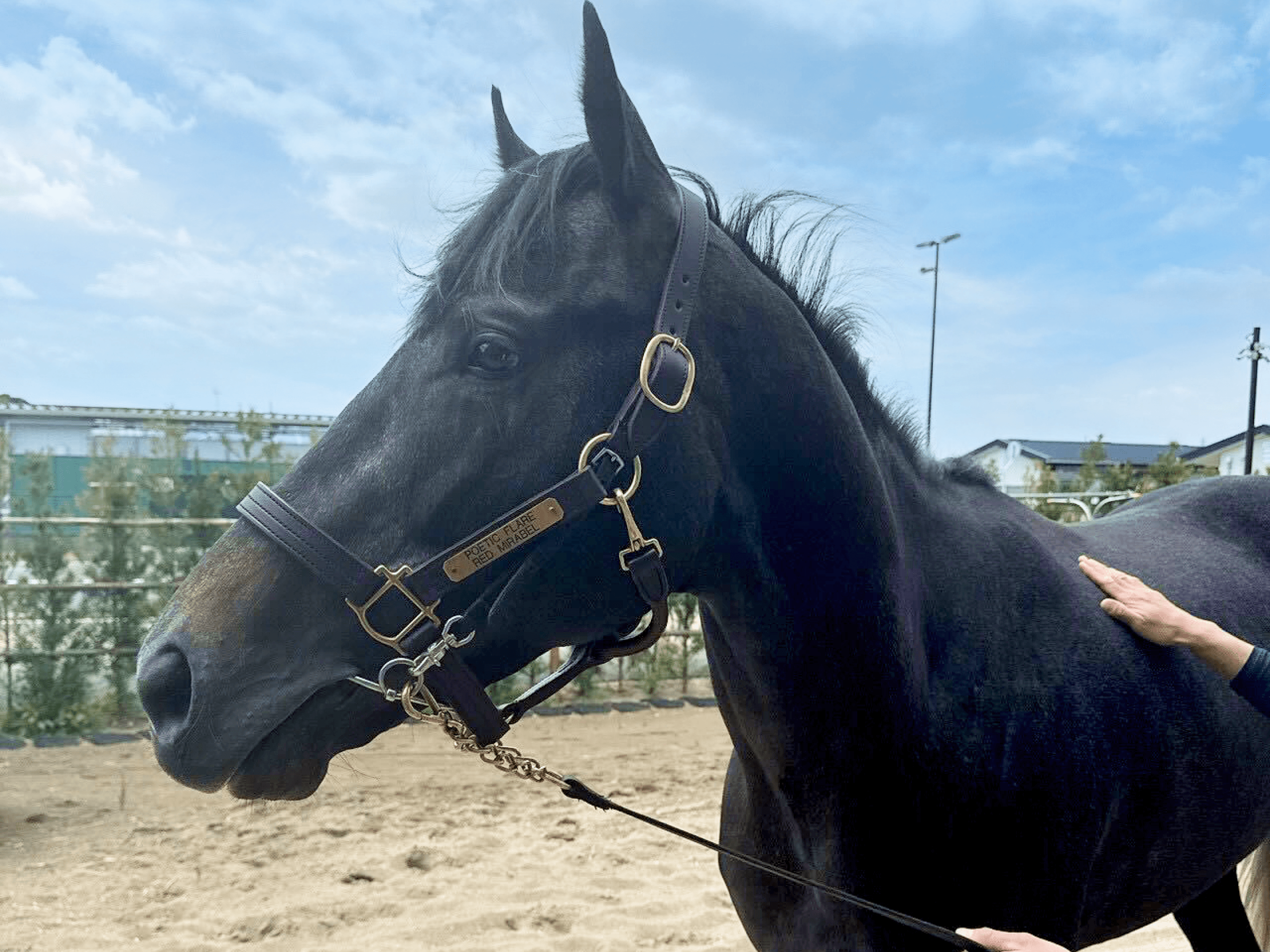 horse gallery