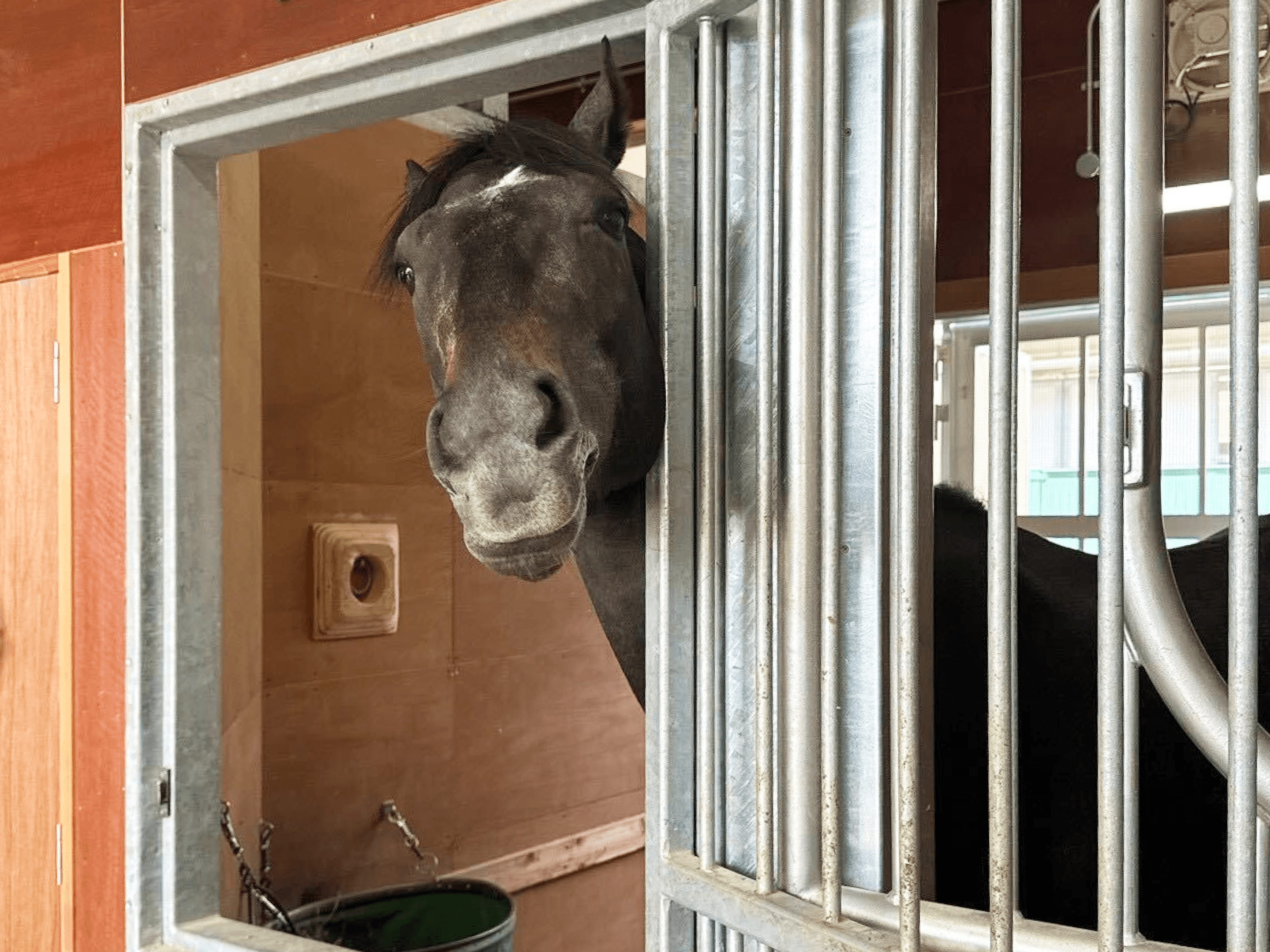 horse gallery