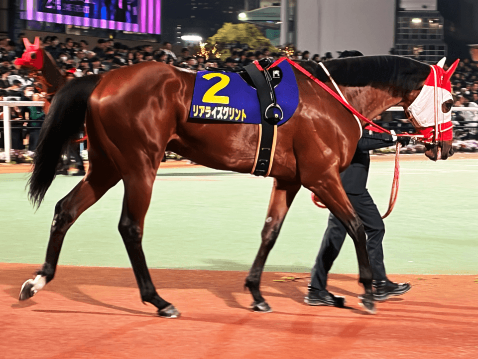 horse gallery