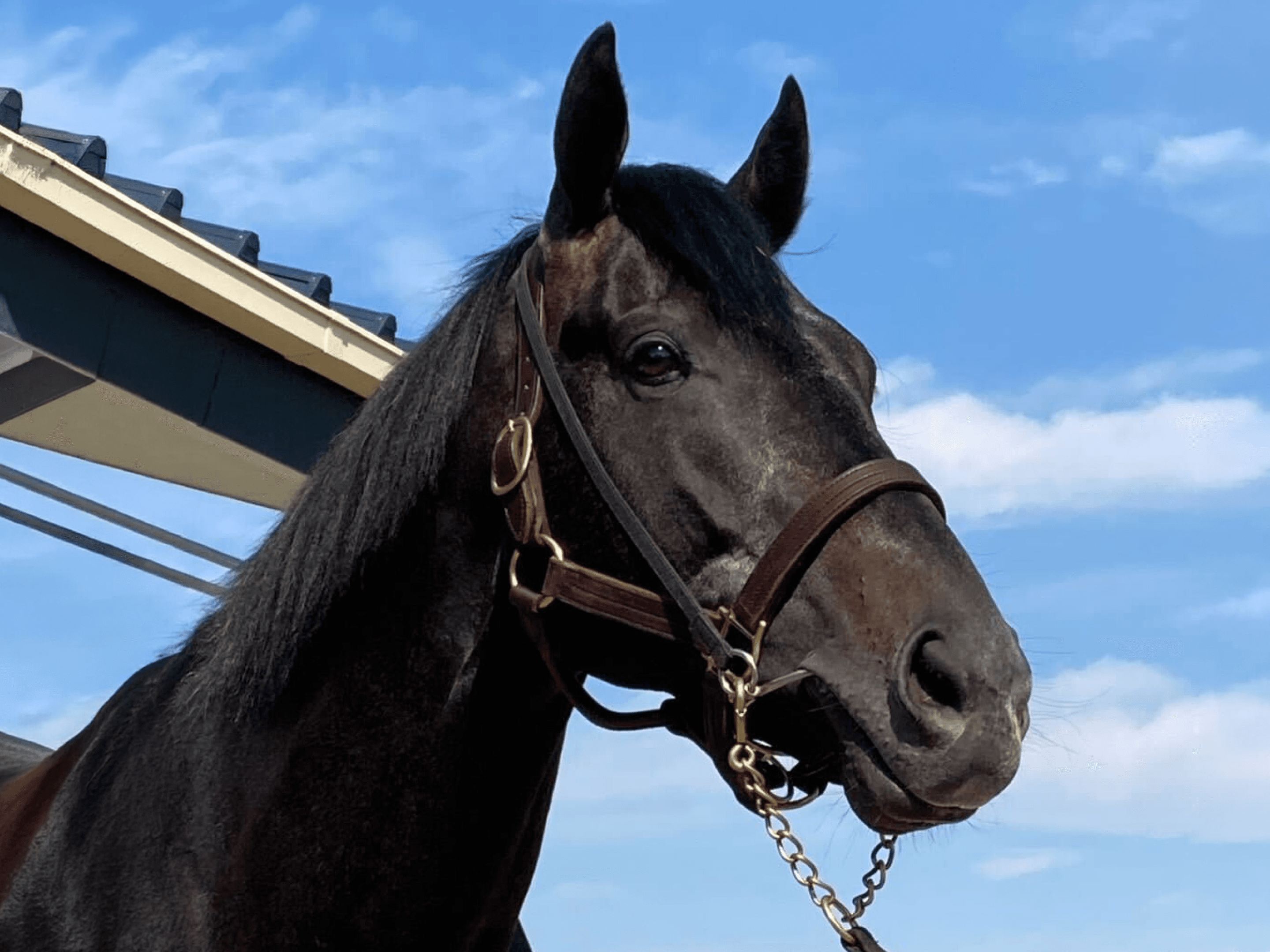 horse gallery