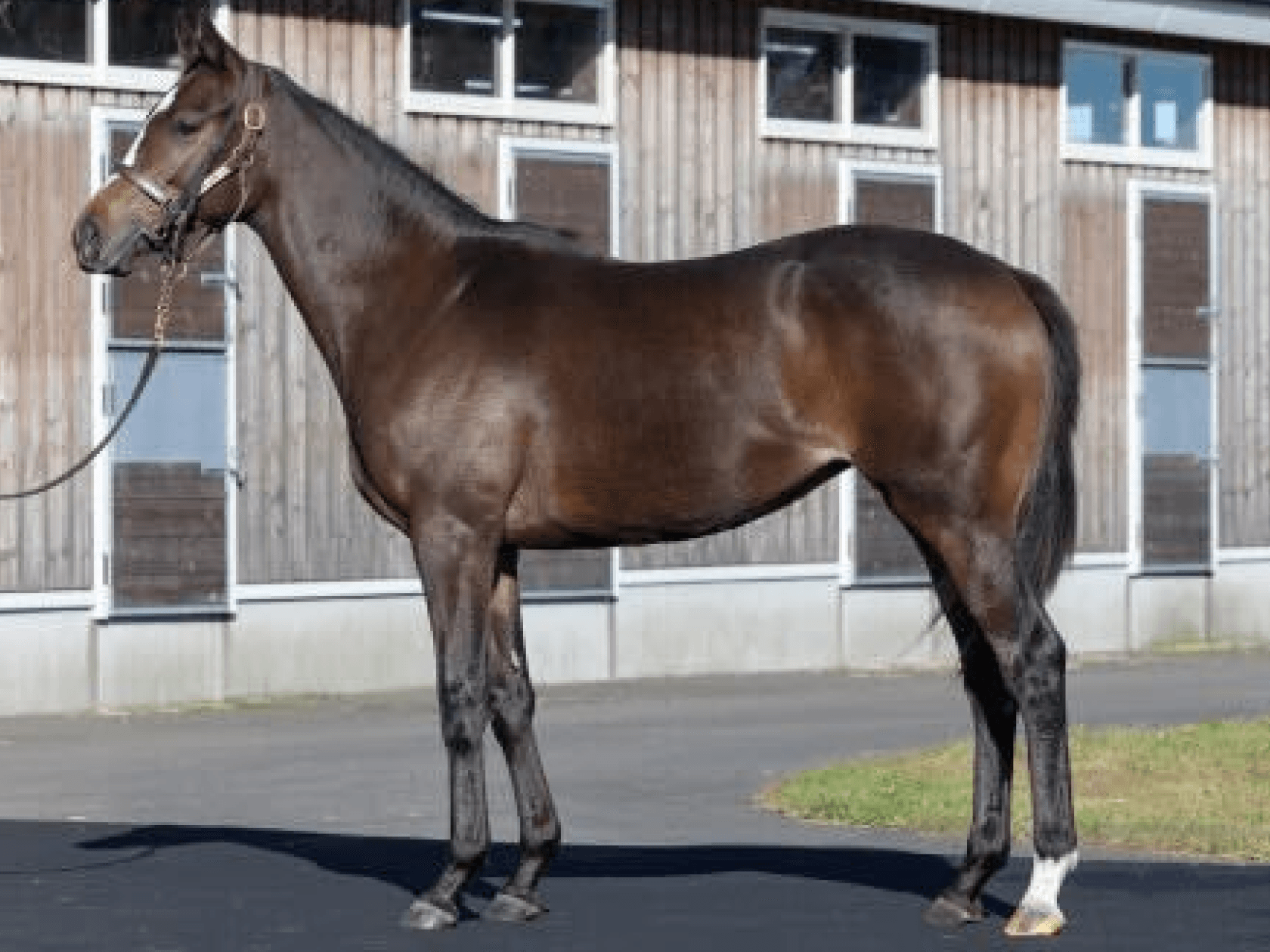 リアライズブルーム