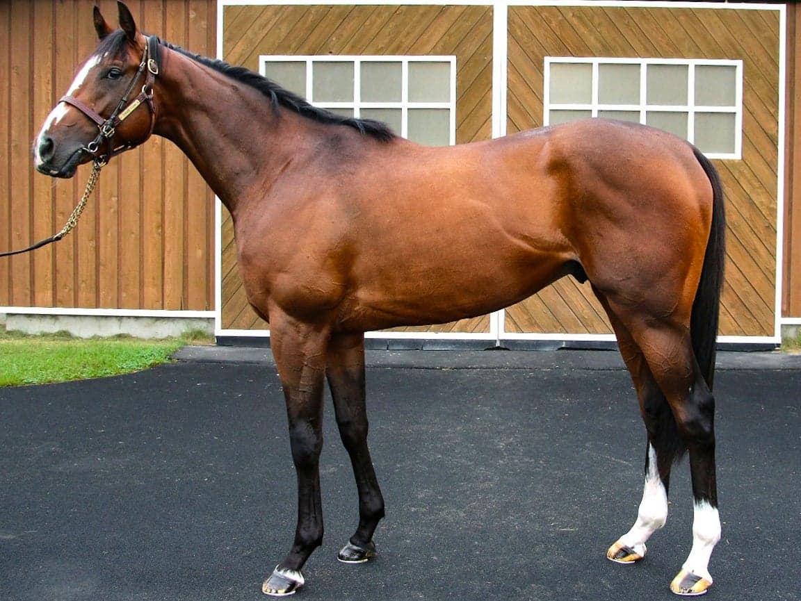 horse gallery